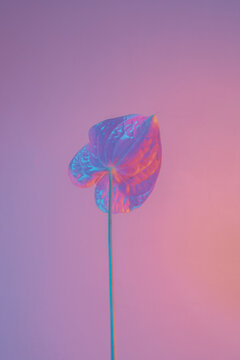 an anthurium looks minimalist with pastel lights