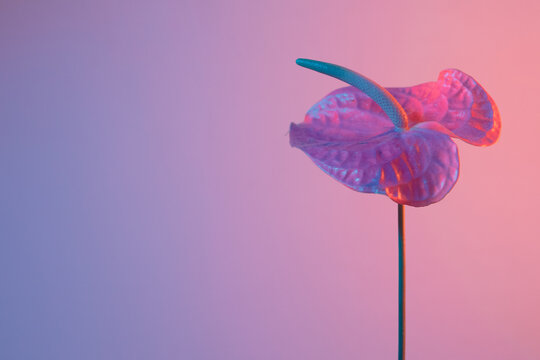 an anthurium looks minimalist with pastel lights