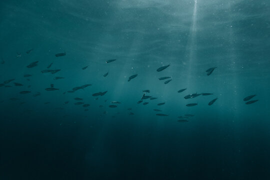 School Of Fish. 