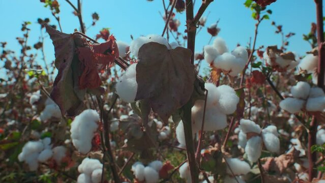 Closeup mature cotton plants bolls