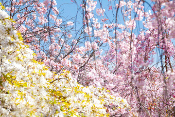 オオシマザクラとシダレザクラ