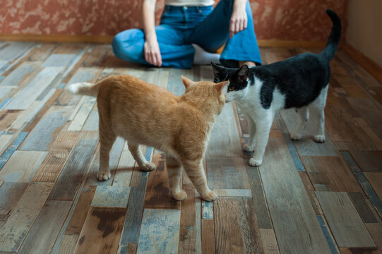 Two cats