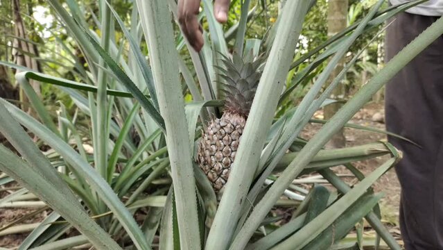 Indian farmer hand check new baby wild pineapple plant, leaf and organic small fruit growing on farm field for pest damage. Beautiful close up side view. Ananas comosus agriculture and harvest concept