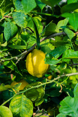 Lemon with green leaves on tree branch