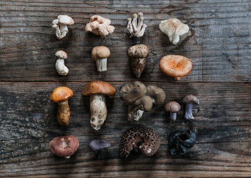 Different Mushrooms On A Table
