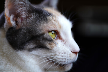 猫
