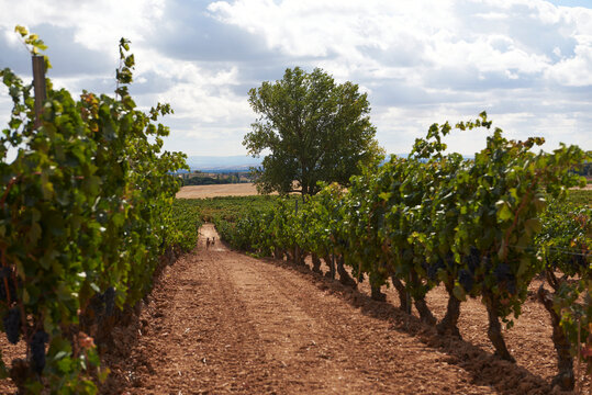 Vineyard bambi