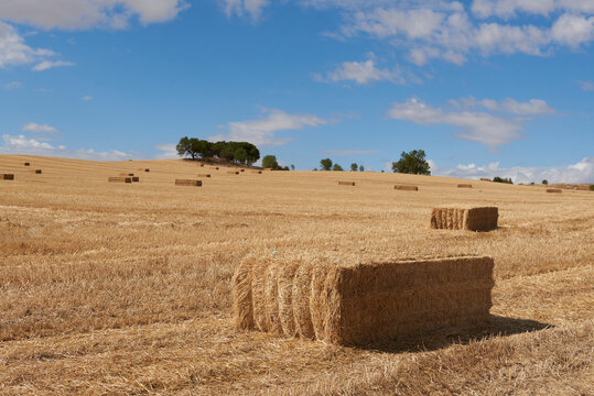 Straw Field