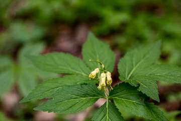 Cardamine enneaphyllos flower growing in meadow, close up	