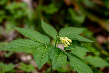 Cardamine enneaphyllos flower growing in meadow, close up	
