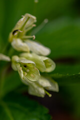 Cardamine enneaphyllos flower growing in meadow, close up	
