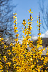Forsythia × intermedia flower growing in meadow, close up
