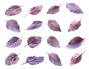 Set of purple basil leaves isolated on white