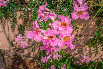 Inflorescence of beautiful exotic pink trumpet vine flowers, close-up.  Flora of the Canary Islands. Beautiful floral background