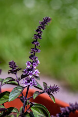 Ocimum kilimandscharicum flower growing in meadow, close up