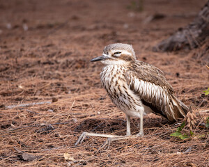 Bush Stone Curlew bird on Magnetic Island in Townsville