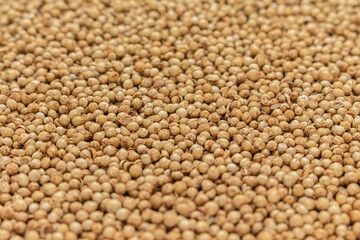 heap coriander seeds front view.