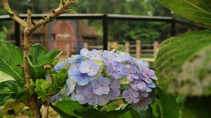 Blue bigleaf hydrangea or French hydrangea or penny mac or hortensia (Hydrangea macrophylla) on the...