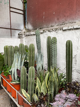 Wild Cactus