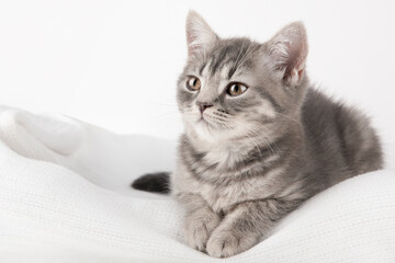 Fototapeta na wymiar gray kitten with yellow eyes lies on a light background