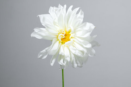  white dhalias of different sizes and shapes on white backgrounds
