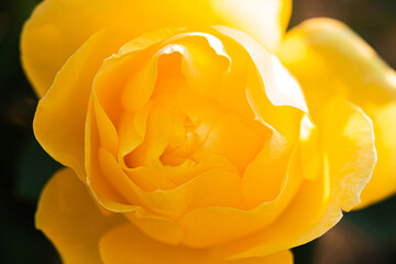 Photos of flowers blooming in autumn