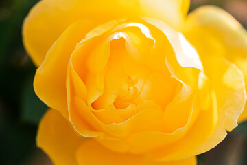 Photos of flowers blooming in autumn