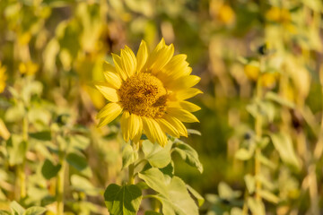 Photos of flowers blooming in autumn