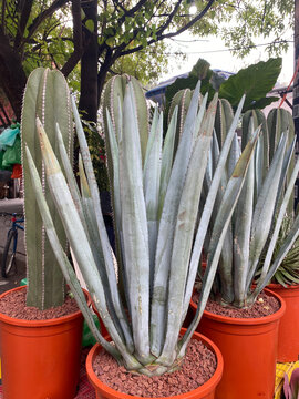 Wild Cactus