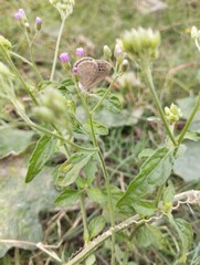 bird in the grass