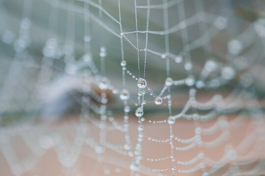 Macro web
