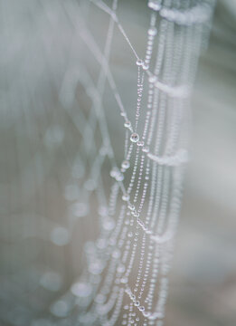 Macro web