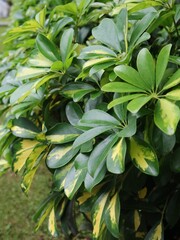 Pictures group of Tanaman Walisongo Variegata or Dwarf umbrella tree in the garden. Commonly known as Schefflera arboricola is a flowering plant in the family Araliaceae. Decorative Houseplant.