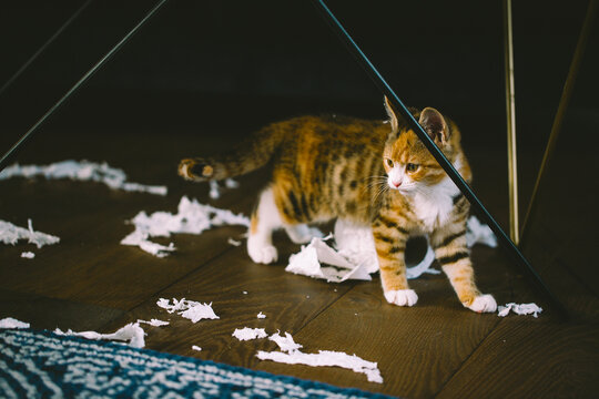 Kitten destroying a roll of toilet tissue.