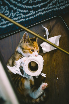 Kitten destroying a roll of toilet tissue.