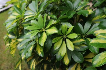 Fototapeta na wymiar Pictures group of Tanaman Walisongo Variegata or Dwarf umbrella tree in the garden. Commonly known as Schefflera arboricola is a flowering plant in the family Araliaceae. Decorative Houseplant.
