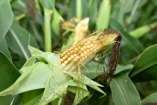 Pictured is a cornfield. The corncob ripens on the stem of the plant.