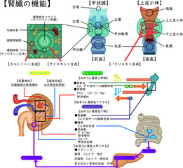 甲状腺の構造と機能