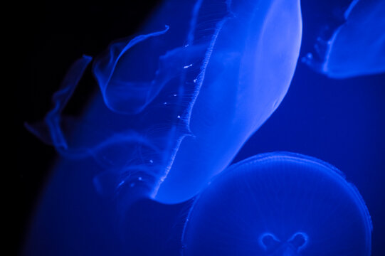 Blue Abstract Jellyfish