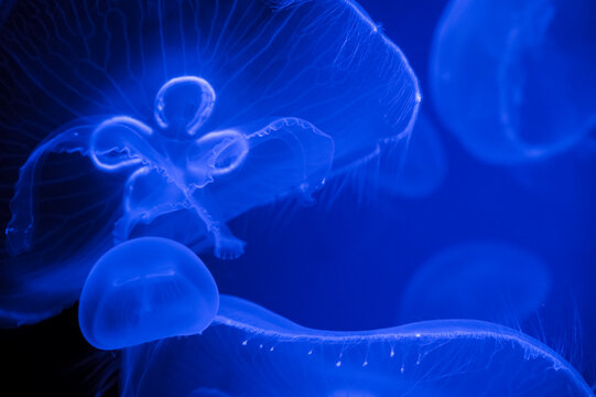 Blue Abstract Jellyfish