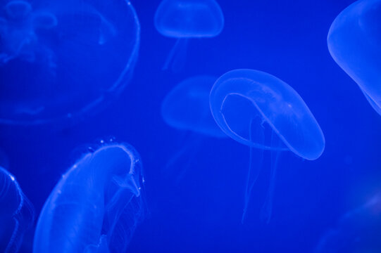 Blue Abstract Jellyfish