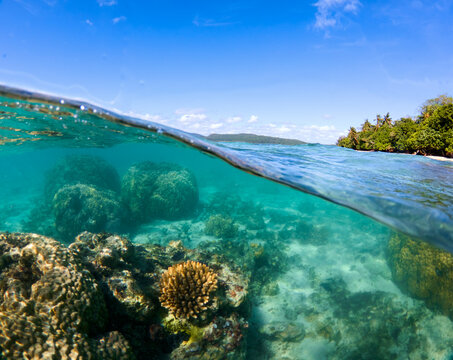 Over under split fifty shot, waterline, coral reef - climate change