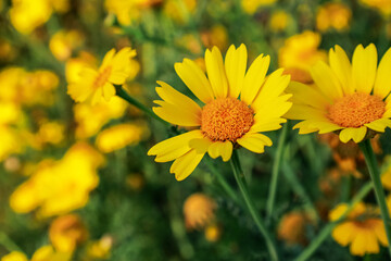 Beautiful yellow flowers in garden