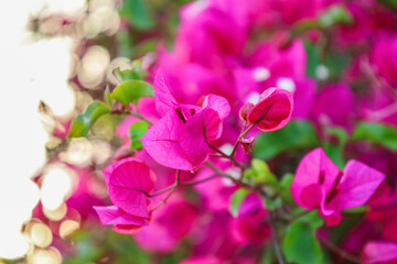 Beautiful bougainvillea flowers in garden, closeup