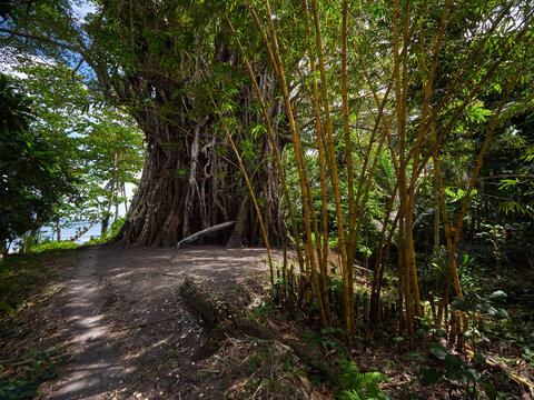 Enormous fig tree and bamboo vegetation on Solomon Islands, Pacific