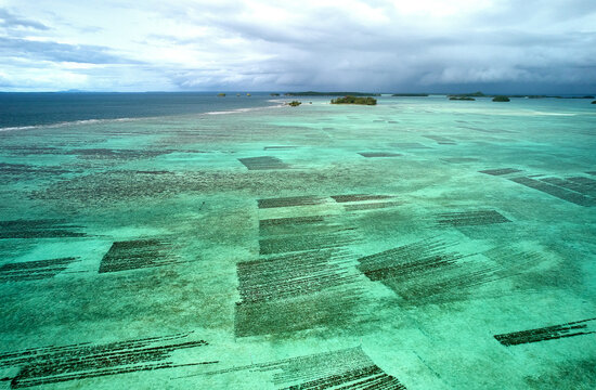 Seaweed farm, Pacific Ocean - abstract aerial landscape