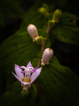 Toad lily in bloom on a bud-filled stem