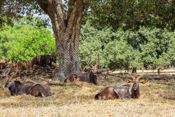 Greater kudu antelopes (Tragelaphus strepsiceros) in safari park
