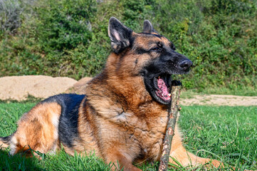 German shepherd, lying on the grass like a sphinx, sideways to the camera, head up, mouth wide open, eyes half closed trying to bite the end of a stick that resists him as he holds it in his hand,