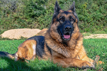 German shepherd dog lying on the grass, facing forward, with its head erect, like a sphinx, its mouth ajar, looking straight ahead, while guarding and keeping a stick, its toy, between its hands expec